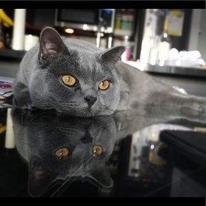 Meet your Posher, Samantha